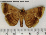 Achaea albicilia